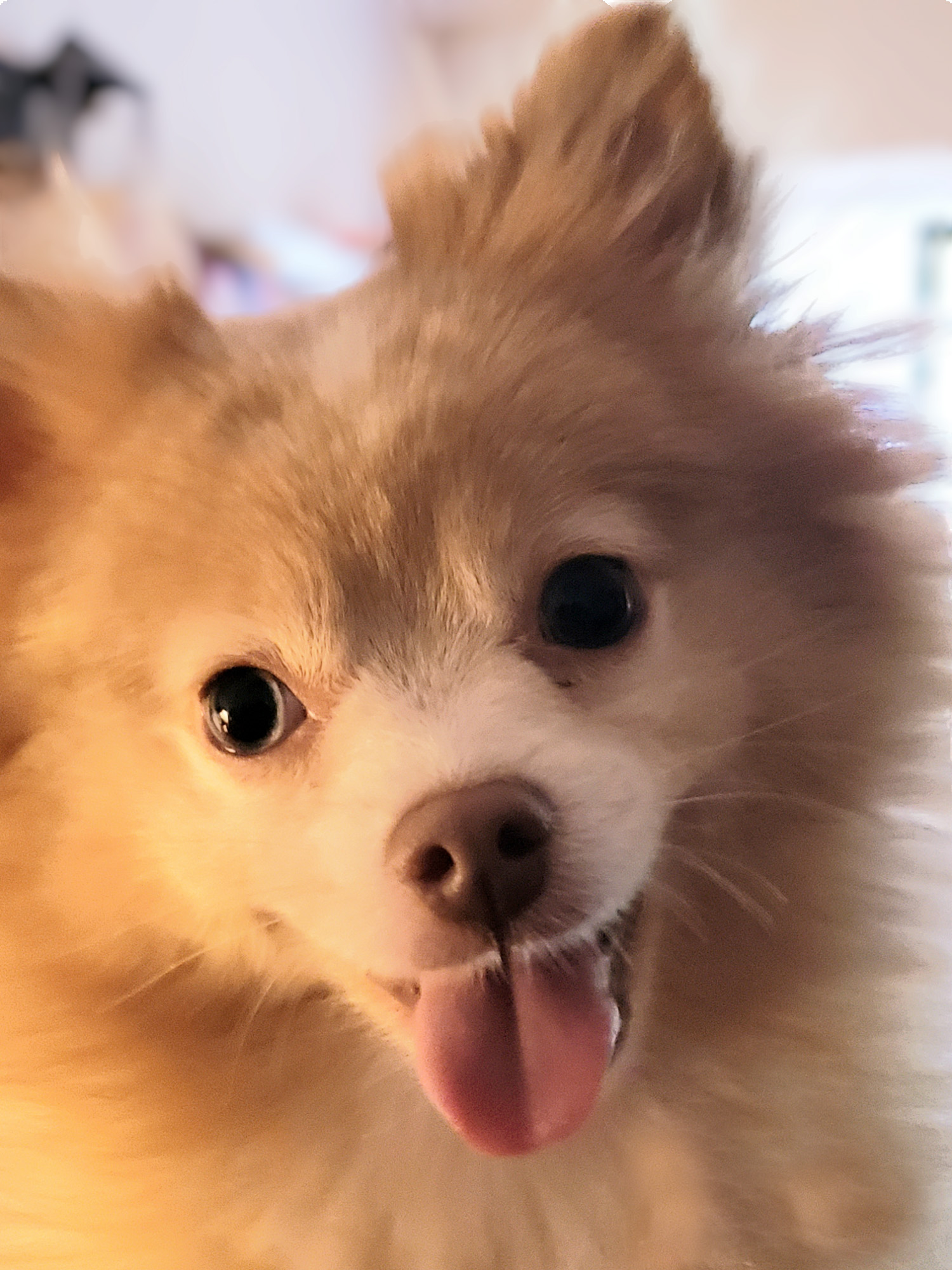 Keeping Your Pets Hydrated on Hot Days